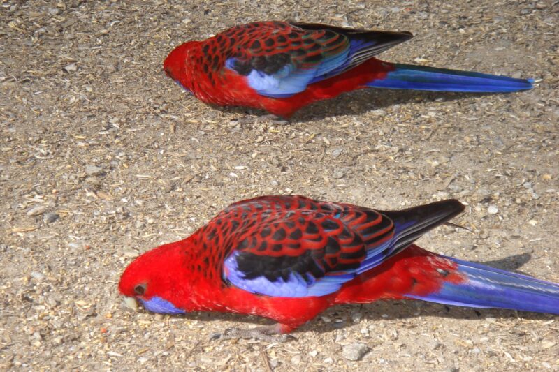 Unseeing elegy of the tetrachromats