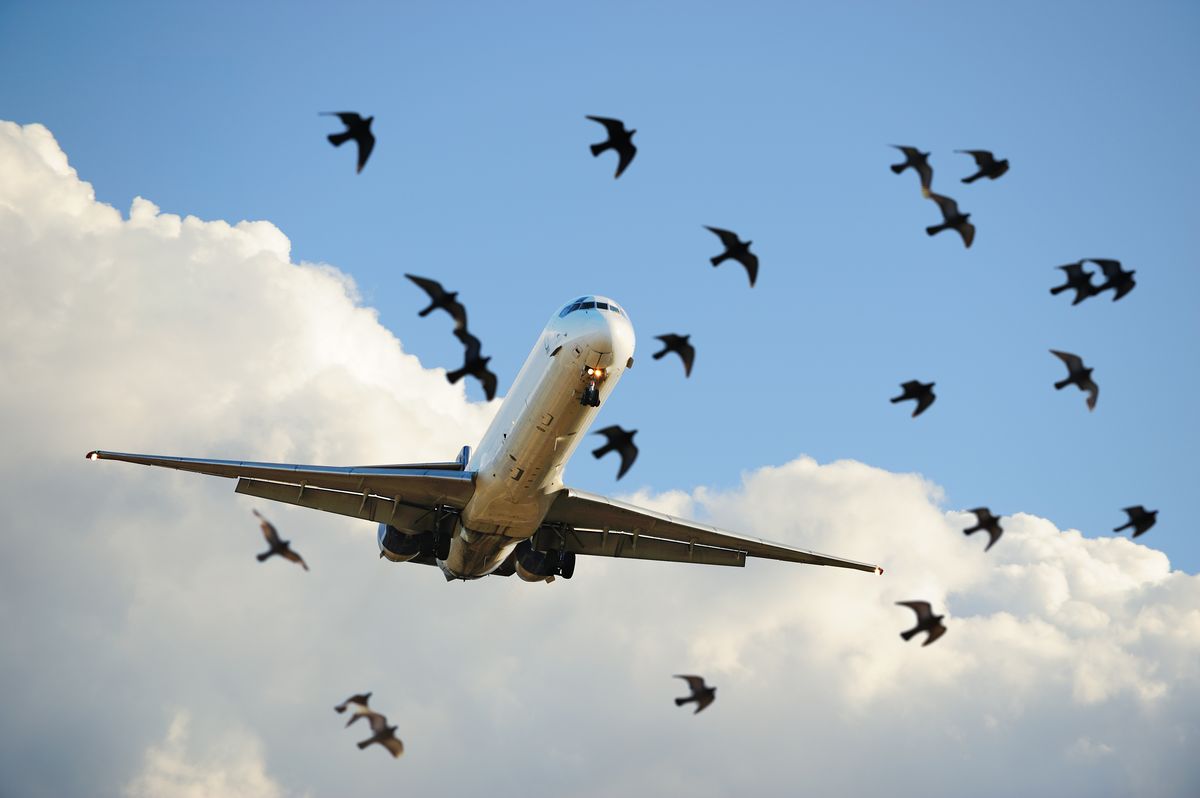Flying humans are a threat to birds