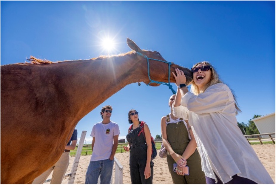 EGLHE, Equine-Guided Learning and Healing Experience